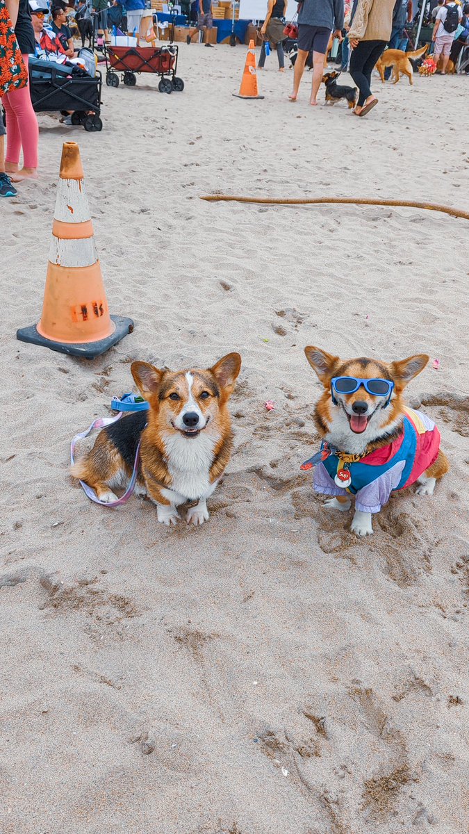 ᴘᴀᴠʟᴏᴠ ᴛʜᴇ ᴄᴏʀɢɪ tweet media