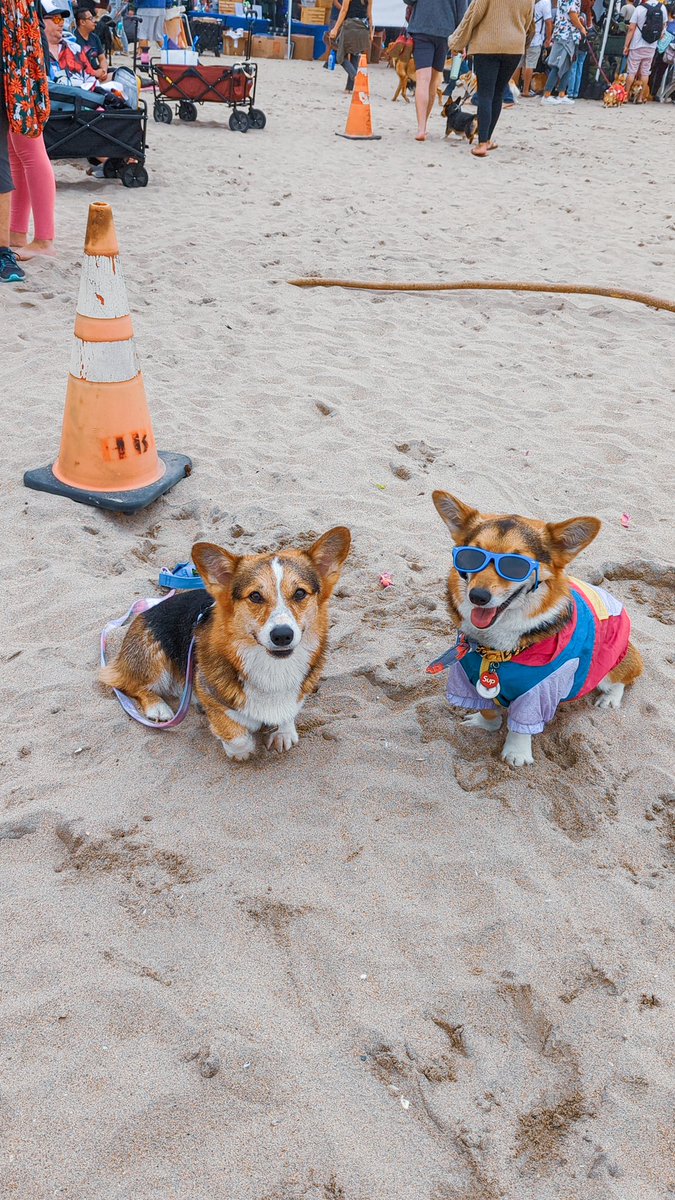 ᴘᴀᴠʟᴏᴠ ᴛʜᴇ ᴄᴏʀɢɪ tweet media