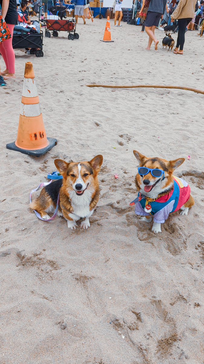 ᴘᴀᴠʟᴏᴠ ᴛʜᴇ ᴄᴏʀɢɪ tweet media