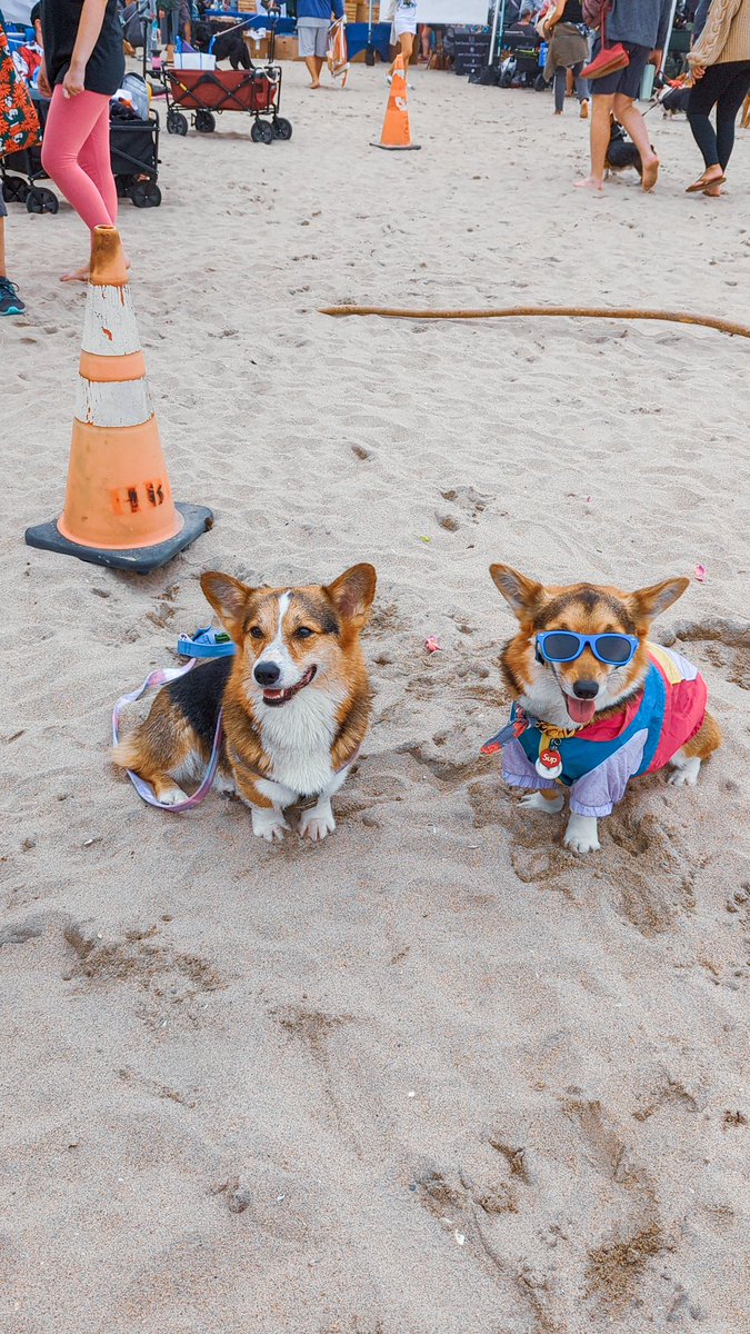 ᴘᴀᴠʟᴏᴠ ᴛʜᴇ ᴄᴏʀɢɪ tweet media