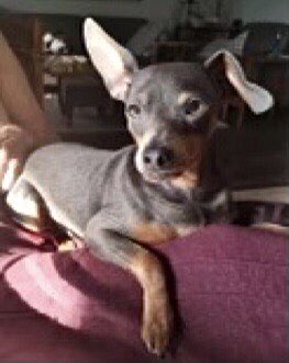 PetfindToronto's tweet photo. #BRAMPTON #TAPPET DR. #LONEROCK CIR. LOST April 2/22 Call 416-771-1478 https://t.co/S1tcbFnwgT