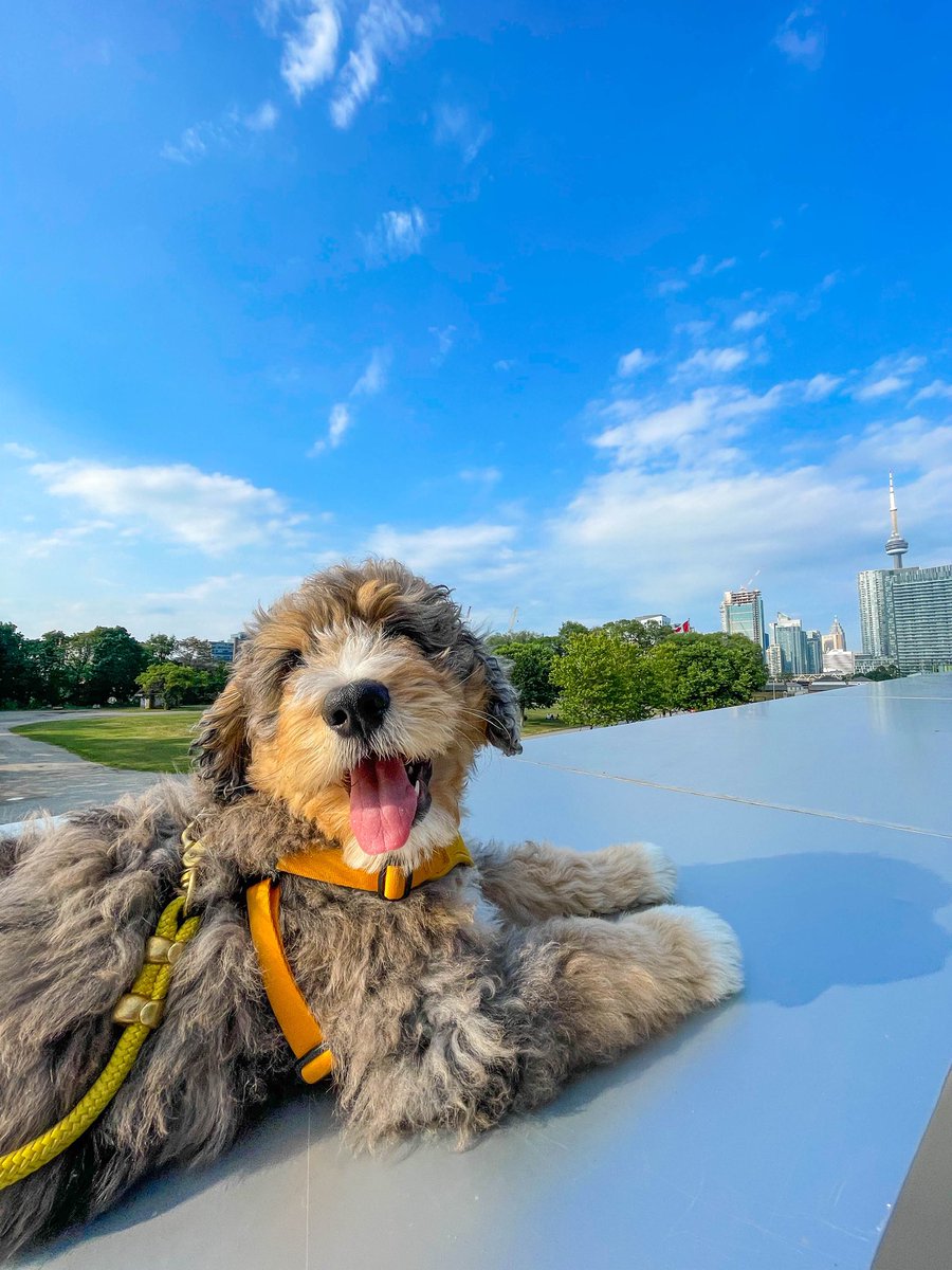 Book Sadprasid tweet media