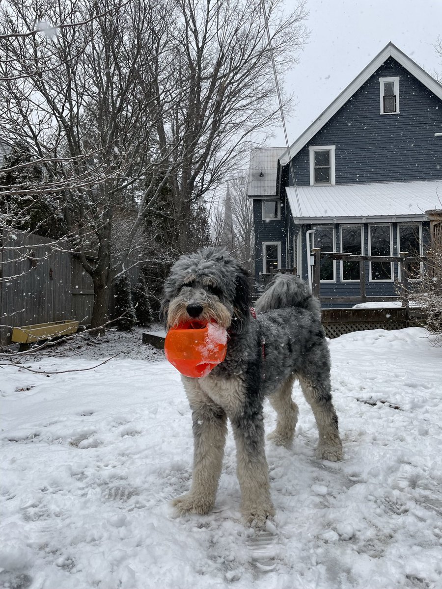 Guess who’s turning 1 today!!! Happy Birthday, Chomsky!!!! 🎂