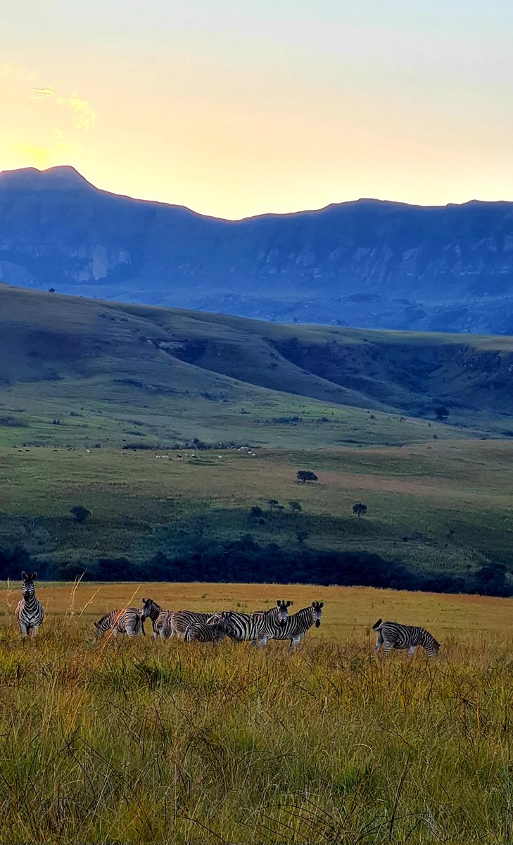 berghouse's tweet photo. Stunning evening in the Northern Drakensberg Mountains South Africa, watched by a herd of curious Zebra as we make our way down the Eland trail.
#travel #explore #trails #nature #SouthAfrica #drakensbergaccommodation #wildlife #gameview #NaturePhotography #conservation https://t.co/cBkOJ5uHEX