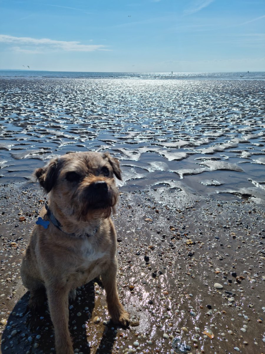 Gillian53393501's tweet image. Beautiful beach morning with Bryn @IsobelDay18 #swanseabay #hiddenkitchen