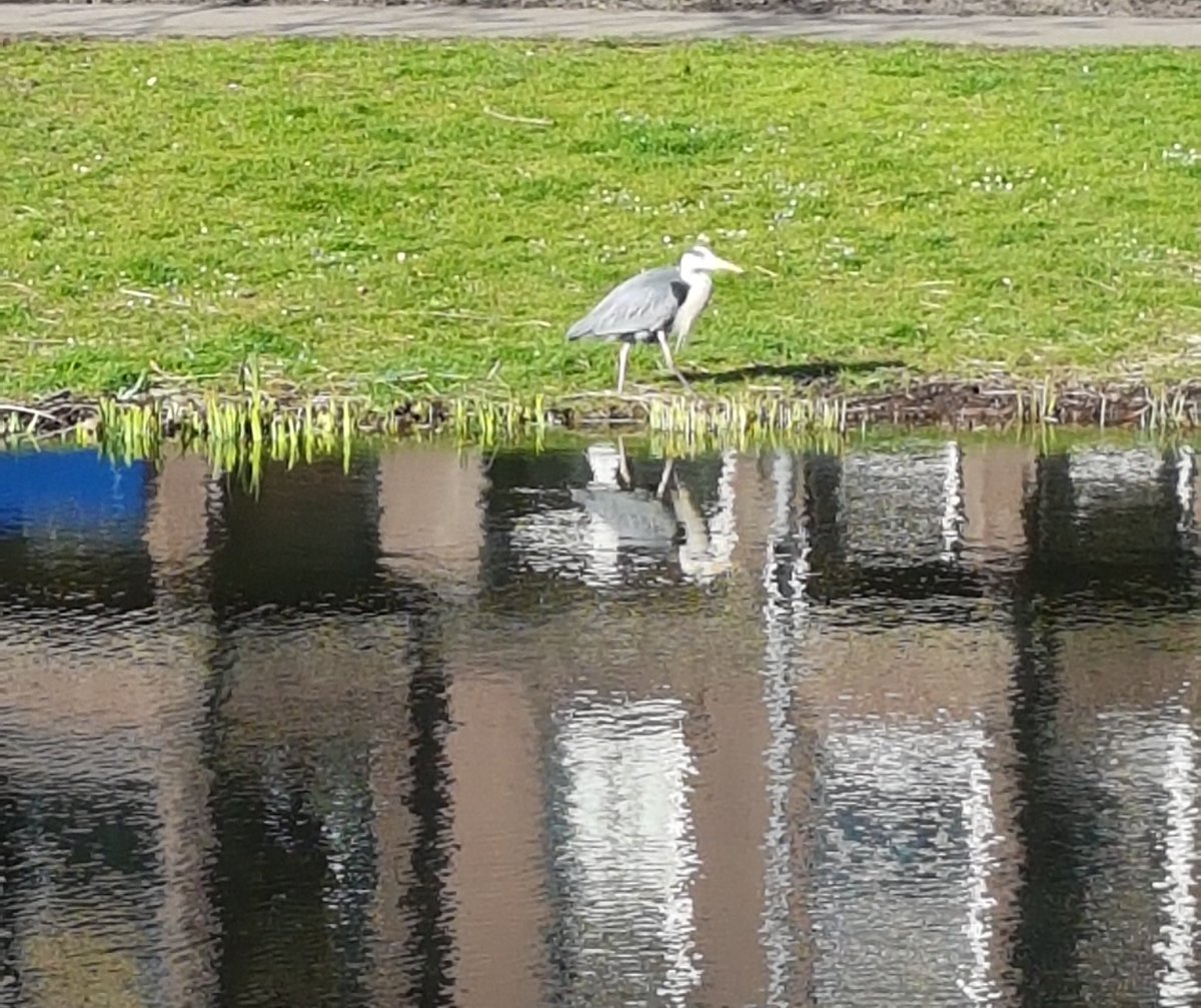 KarinPadmos's tweet photo. #hetrondjemetmijnhondje was weer een #genietmomentje, langs de #Bergsingel #Liskwartier
Mijn samenwerking @Stadsbeheer010 verloopt heel erg fijn. Ze hebben nu de #natuurlijkeoevers in het onderhouds mapje gezet.  
De oevers zijn gesnoeid en zijn de gaashekjes verwijderd. #WR2022 https://t.co/TrR6c1kTUL