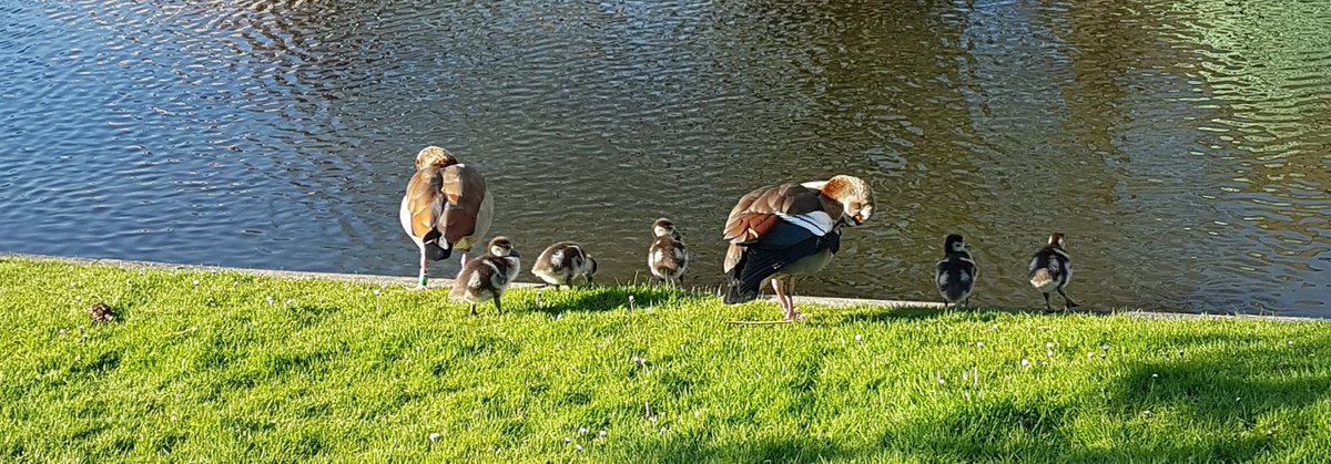 KarinPadmos's tweet photo. #hetrondjemetmijnhondje was weer een #genietmomentje, langs de #Bergsingel #Liskwartier
Mijn samenwerking @Stadsbeheer010 verloopt heel erg fijn. Ze hebben nu de #natuurlijkeoevers in het onderhouds mapje gezet.  
De oevers zijn gesnoeid en zijn de gaashekjes verwijderd. #WR2022 https://t.co/TrR6c1kTUL