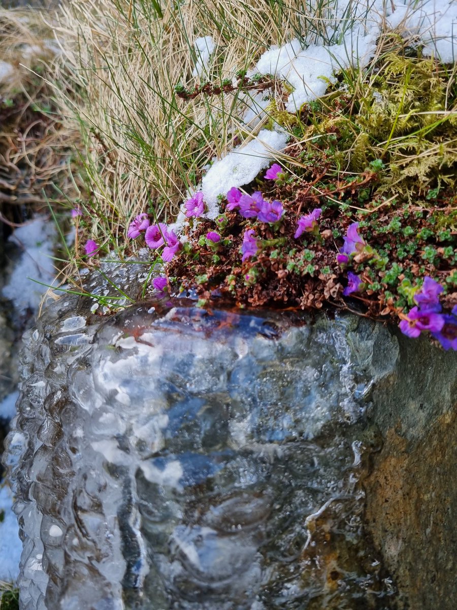 💜🌿👍
#wildflowerhour
#purplesaxifrage