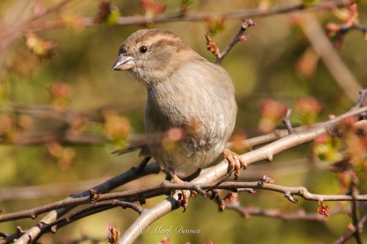 Marky64's tweet photo. Sparrows along the river walk 

#BBCWildlifePOTD #birding #photography #NaturePhotography #PhotoOfTheDay #NatureBeauty #nature #birds #TwitterNatureCommunity #sparrowday https://t.co/SsiQDrwdZ7