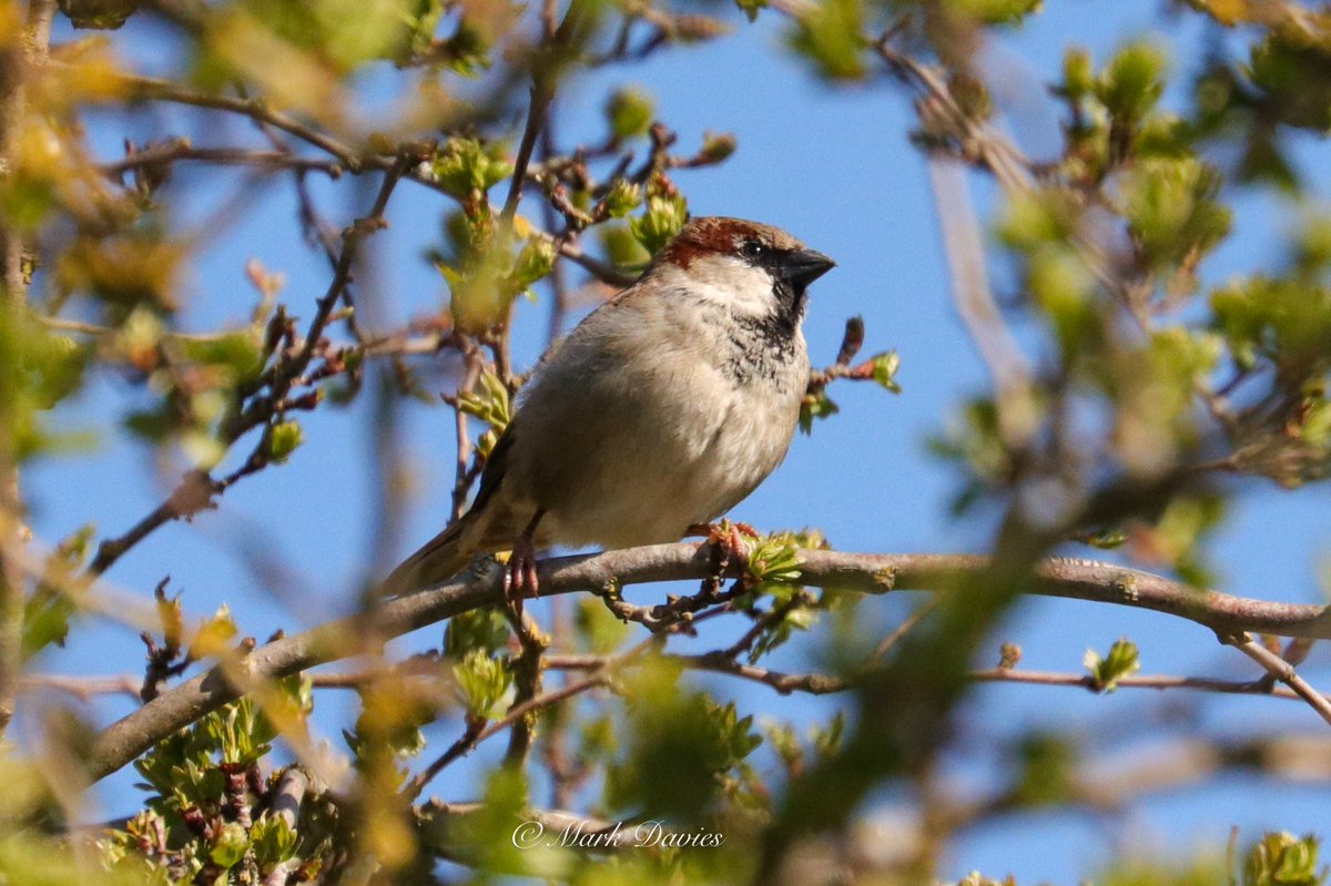 Marky64's tweet photo. Sparrows along the river walk 

#BBCWildlifePOTD #birding #photography #NaturePhotography #PhotoOfTheDay #NatureBeauty #nature #birds #TwitterNatureCommunity #sparrowday https://t.co/SsiQDrwdZ7