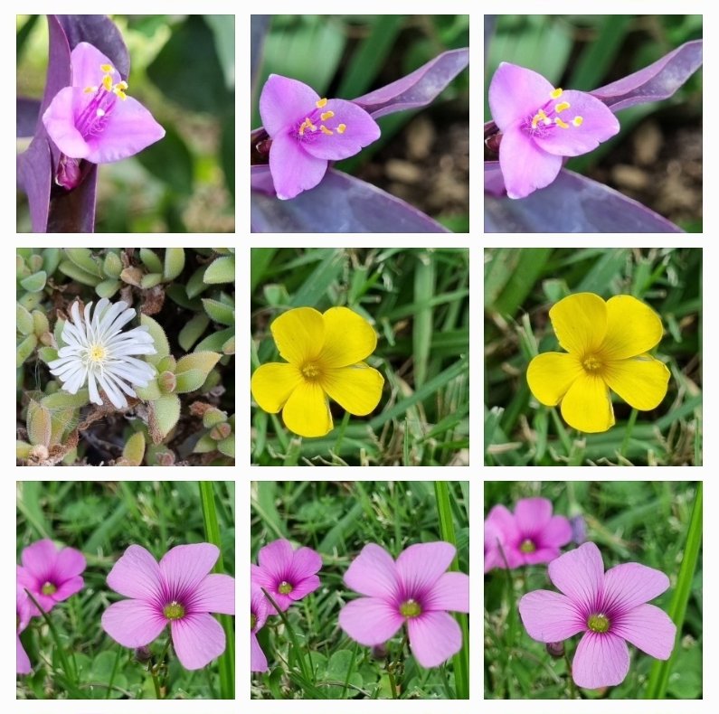 karinapiston's tweet photo. #Flowers https://t.co/RwcMvRuSFr
