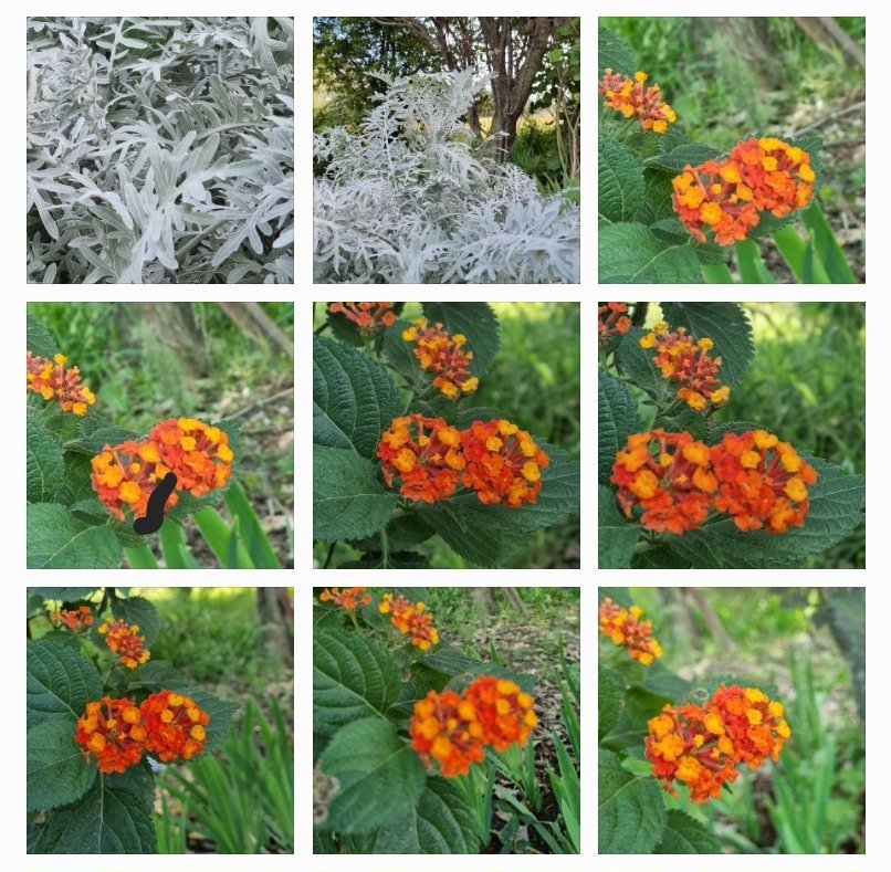 karinapiston's tweet photo. #Flowers https://t.co/RwcMvRuSFr