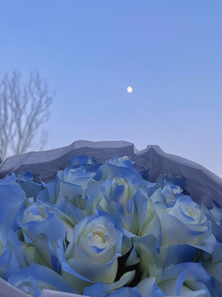 blue roses