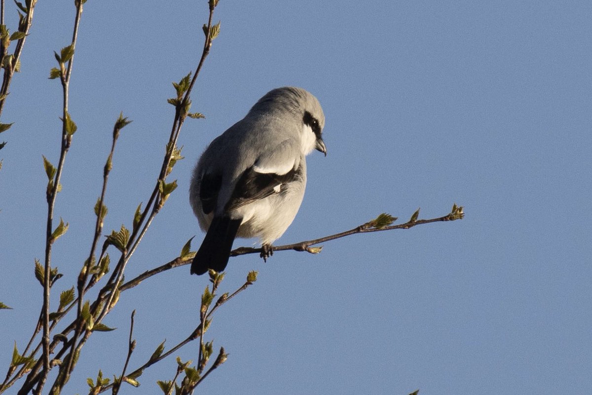 #klapekster #greatgreyshrike #vogels #birds @vogelbeschermingnederland @sovonvogelonderzoek @roots_nl #natuurfotografie