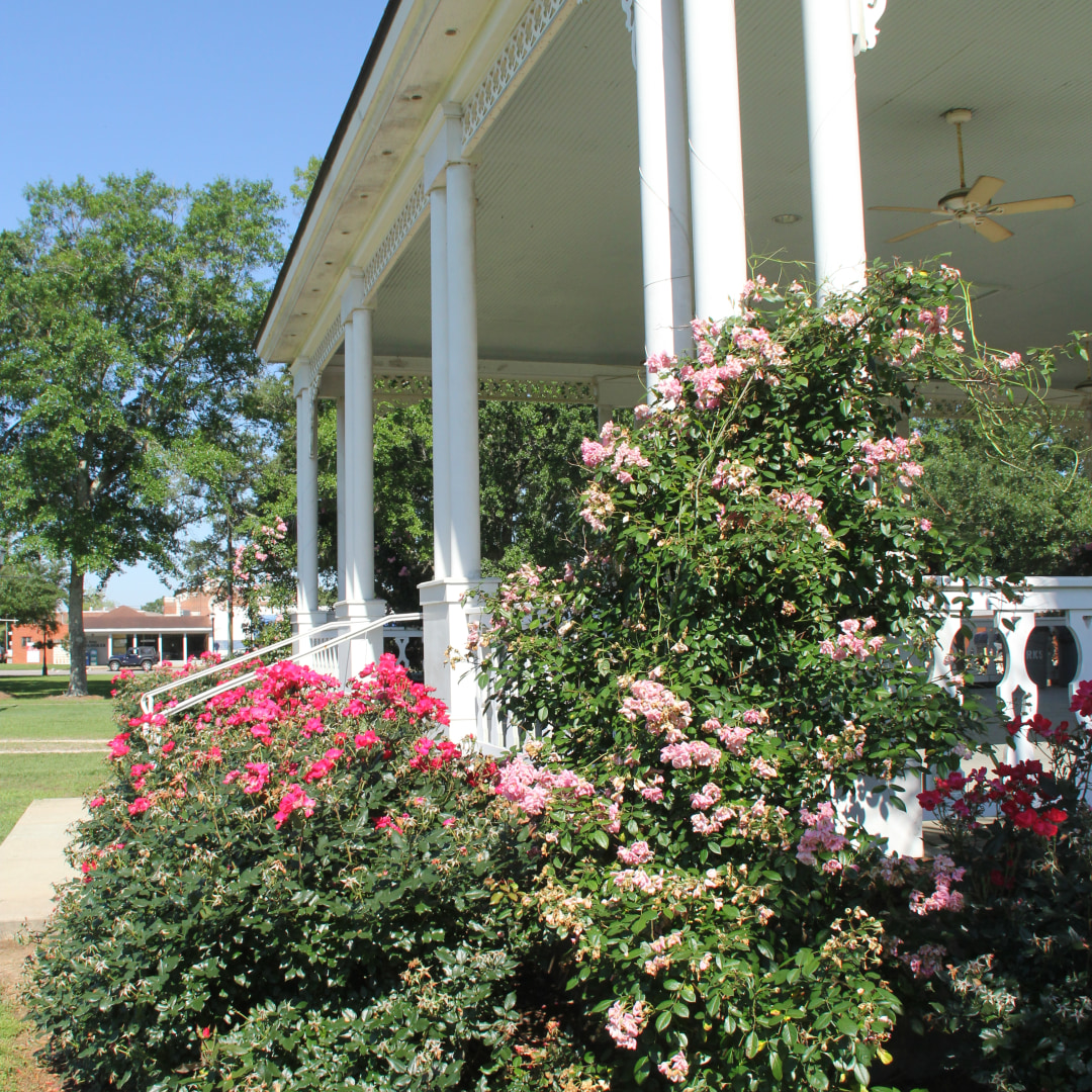 Go see what's blooming in Foley! 

#alabamacoastalconnection #accbyway #scenicbyway #byway #explorealabama #travelalabama #gulfcoast #alabamacoast