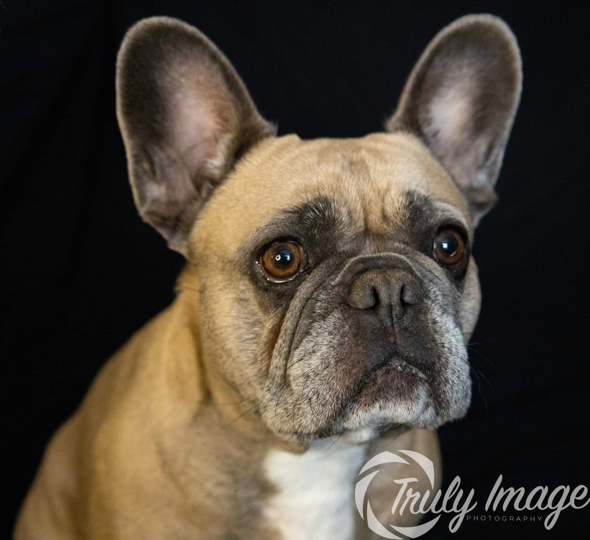 TrulyImage's tweet image. Here is Poppy a 3 year old French bulldog, she&apos;s full of life and was able to sit still long enough to get these great shots ☺️