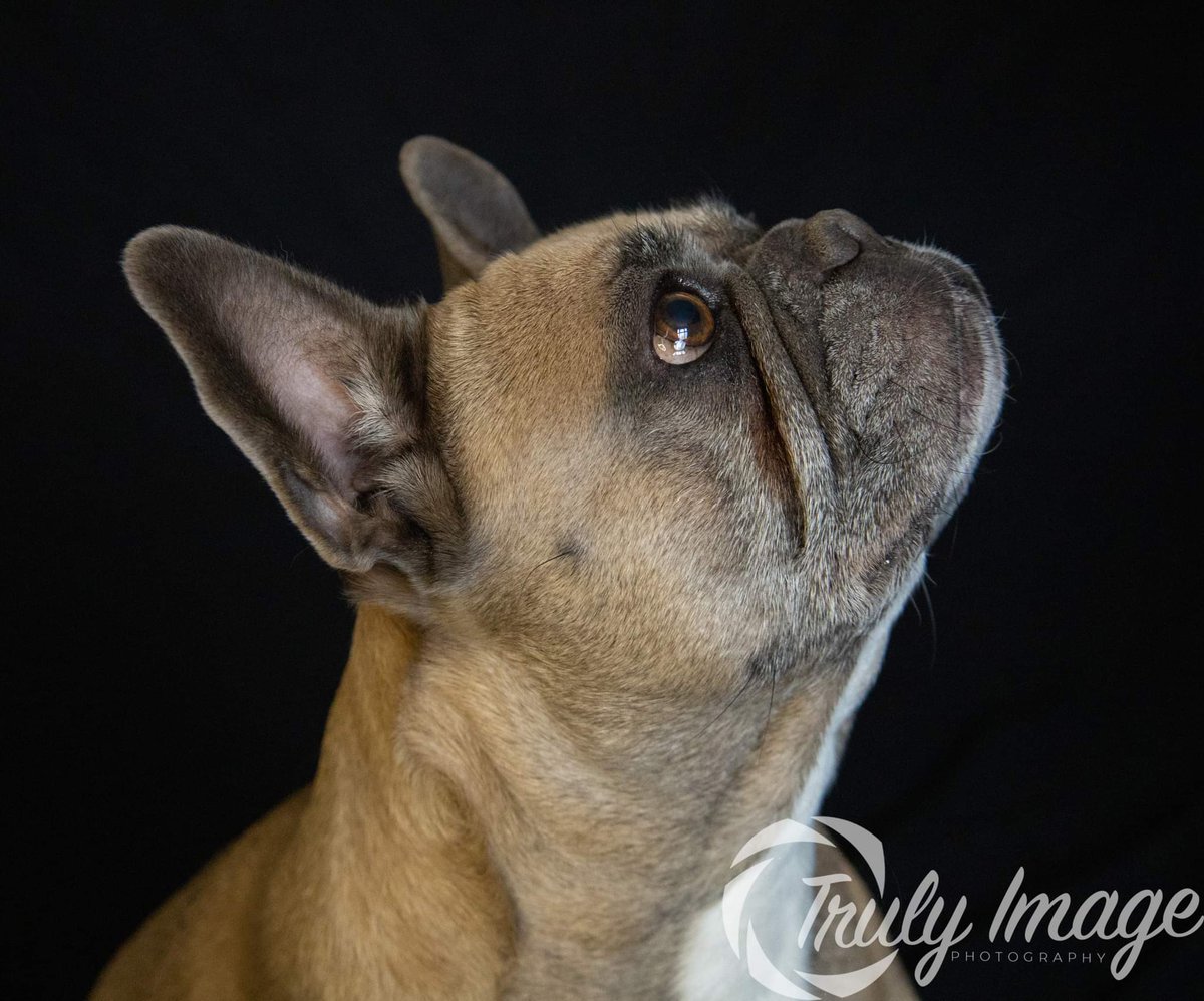TrulyImage's tweet image. Here is Poppy a 3 year old French bulldog, she&apos;s full of life and was able to sit still long enough to get these great shots ☺️