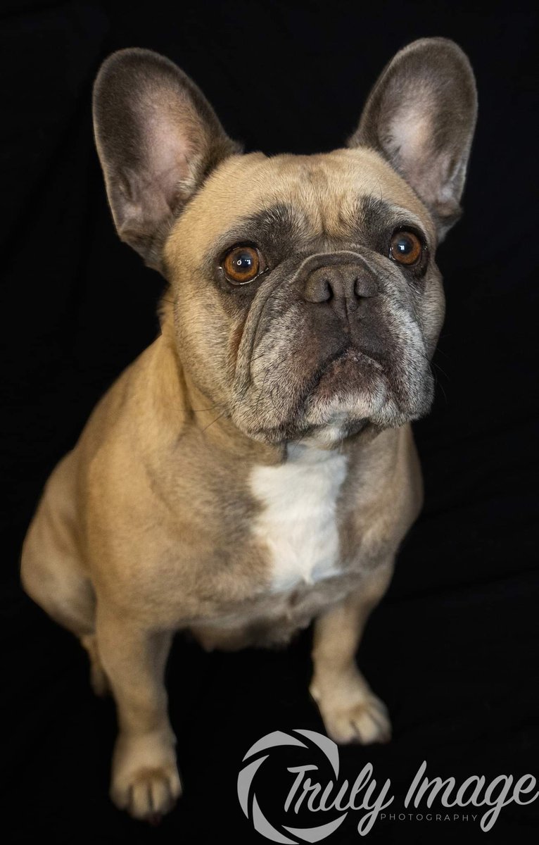TrulyImage's tweet image. Here is Poppy a 3 year old French bulldog, she&apos;s full of life and was able to sit still long enough to get these great shots ☺️