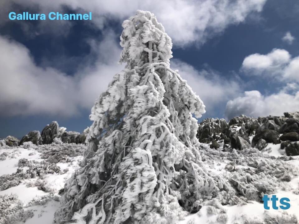 GalluraC's tweet photo. * LA SARDEGNA E LA NEVICATA PRIMAVERILE *
La Bellezza del paesaggio innevato in aprile in una serie di scatti che raccontano la nevicata primaverile che ha sorpreso il territorio, bianco Limbara. #limbara #neve #aprile #primavera #tts #gallurachannel #sardegna #snow ⬇️ https://t.co/m4ylYdNW5q