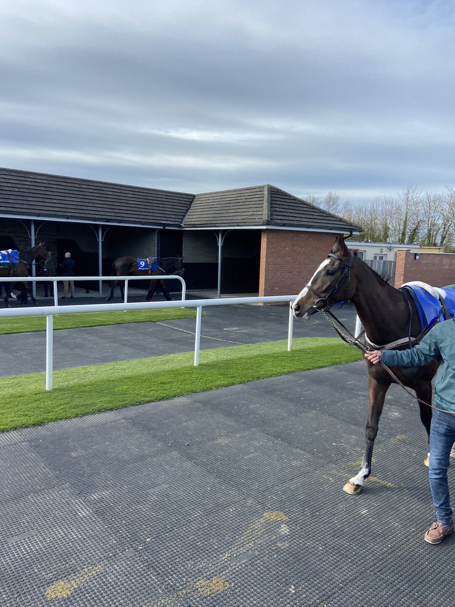 MinchinWilliam's tweet photo. Great family day out again following Nikini in Fairyhouse. She fought hard and made her way to third after a great ride by Patrick Mullins 👏 We’ll get a few more exciting days out with friends and family with her! #nikini #gormagusbansyndicate🐎 https://t.co/nionE8YRwy