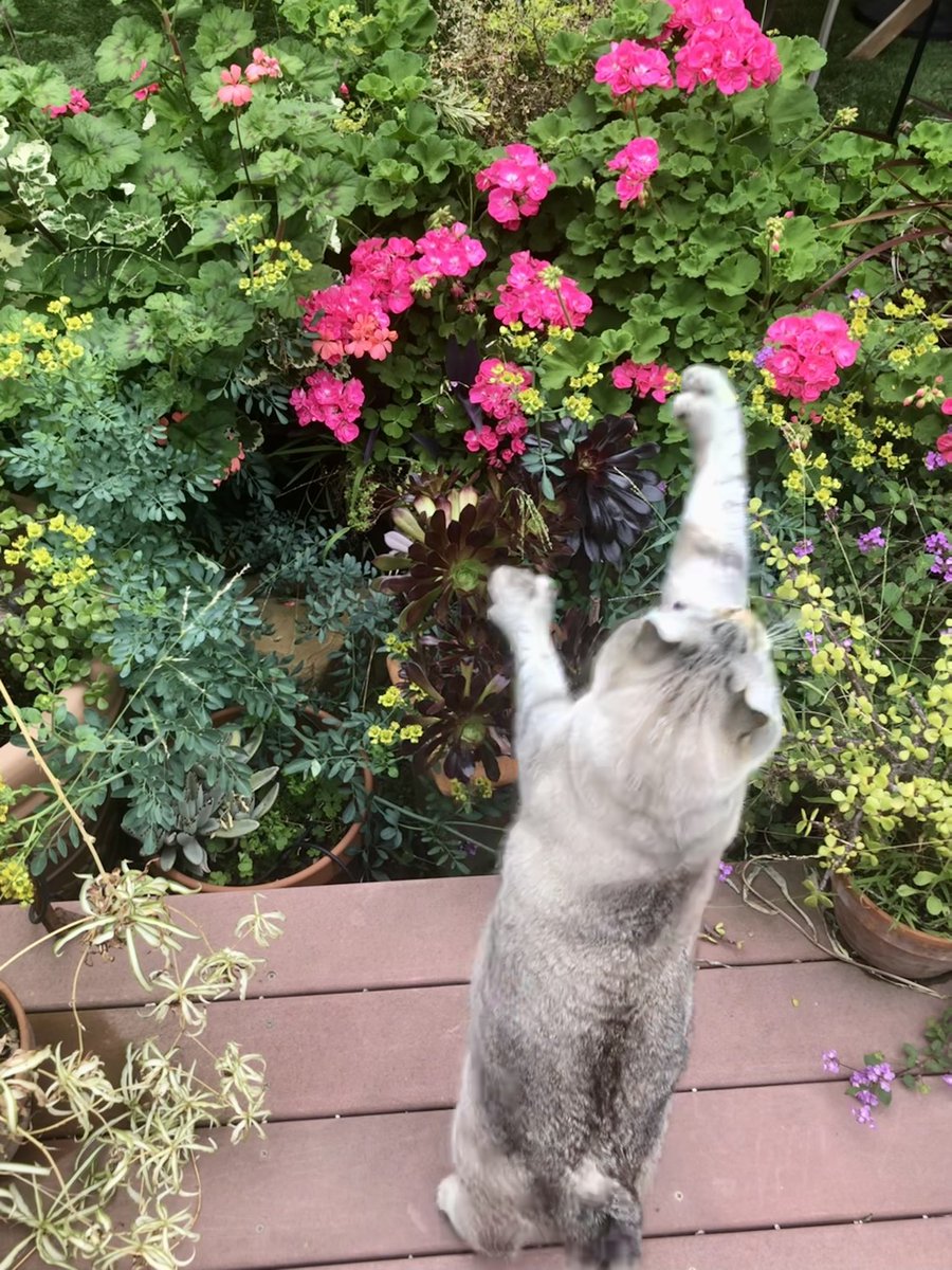 Brewskiethecat's tweet photo. I am conducting my flower orchestra. #SundayMorning #cat #CatsOfTwitter #Hedgewatch #catmoves https://t.co/39FrwjdicF