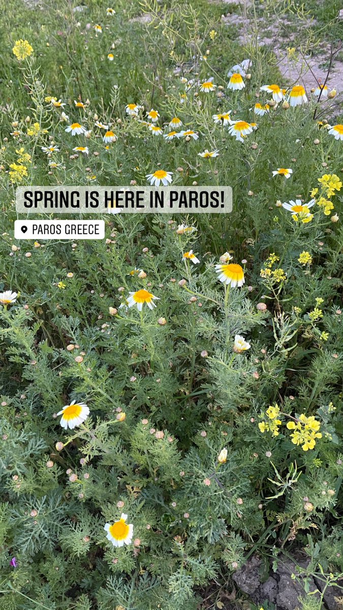 GoGreeceGoItaly's tweet photo. Spring has arrived in Greece!  #greece #paros https://t.co/4c3A0B1h7J