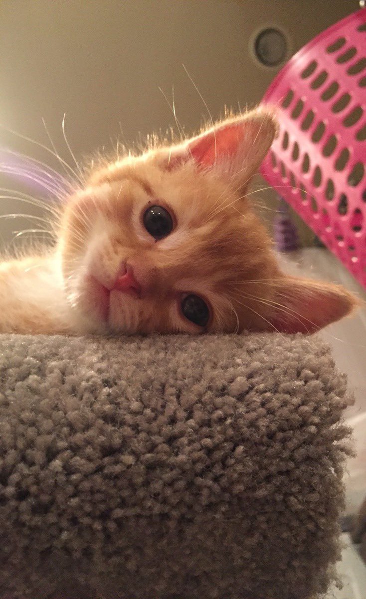 Out Of Context Animals (@cntxtanimai) on Twitter photo 