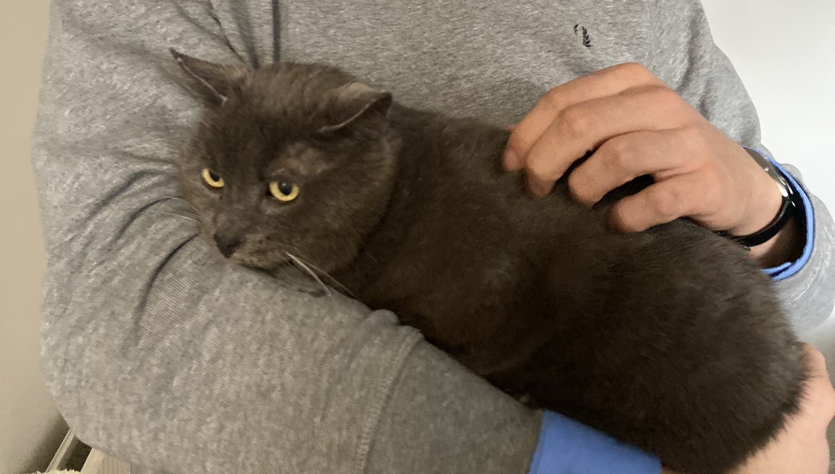 keigelukkig's tweet photo. KAT WEGGELOPEN thv de Bosduifstraat in Berchem!!!! Pls retweet opdat de eventuele vinder dit kan zien 💔 https://t.co/1A4KULmvlG