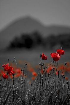 Sylvie_Latina_5's tweet photo. Poppies... 🖤❤️ https://t.co/9Q7Hgc9NjG