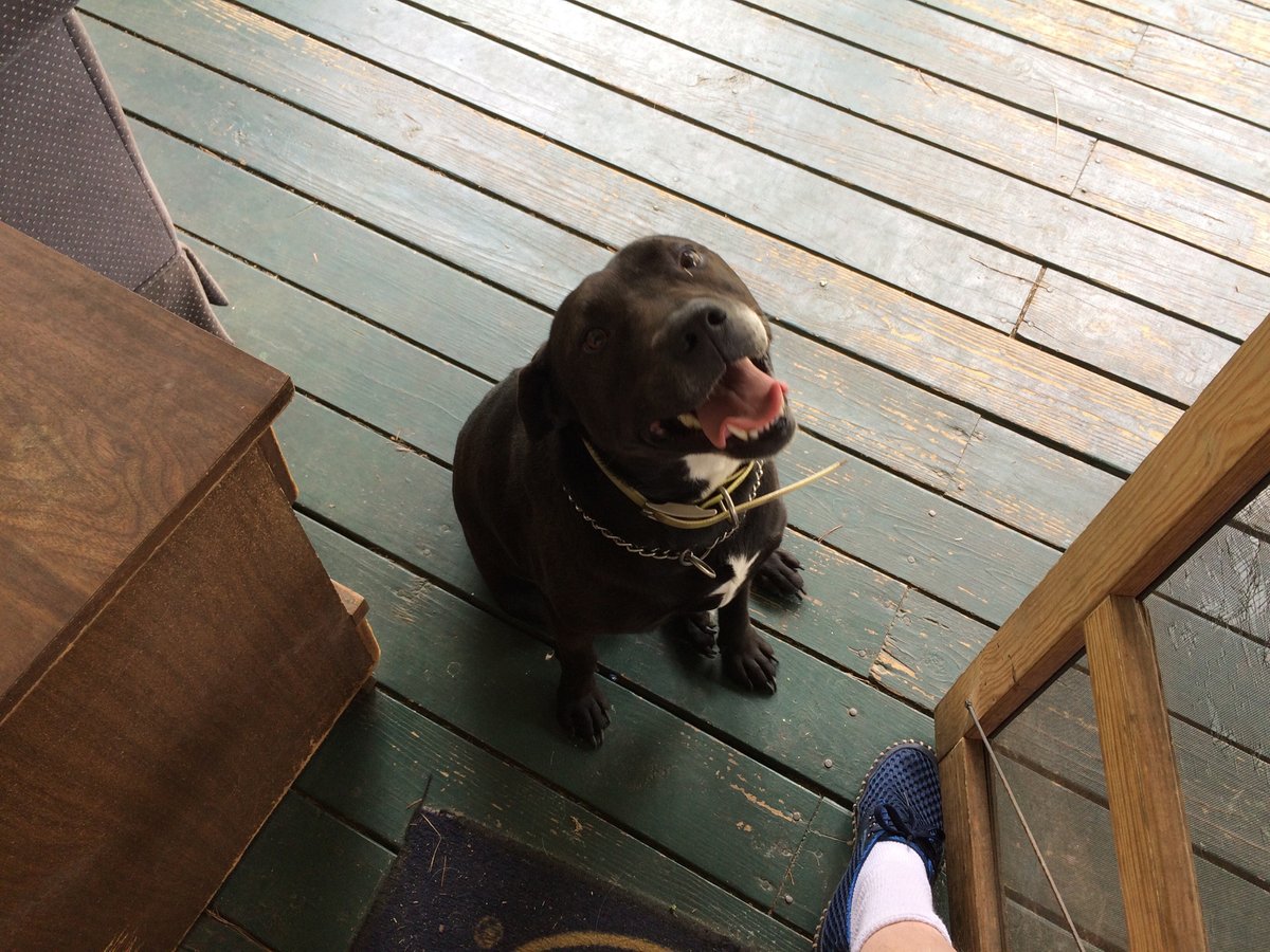 Prolotariobckup's tweet photo. @CherryBomb_73 Yuse lookin' good, fren! #pitlab #dogsoftwitter https://t.co/LZZVC1x2xv