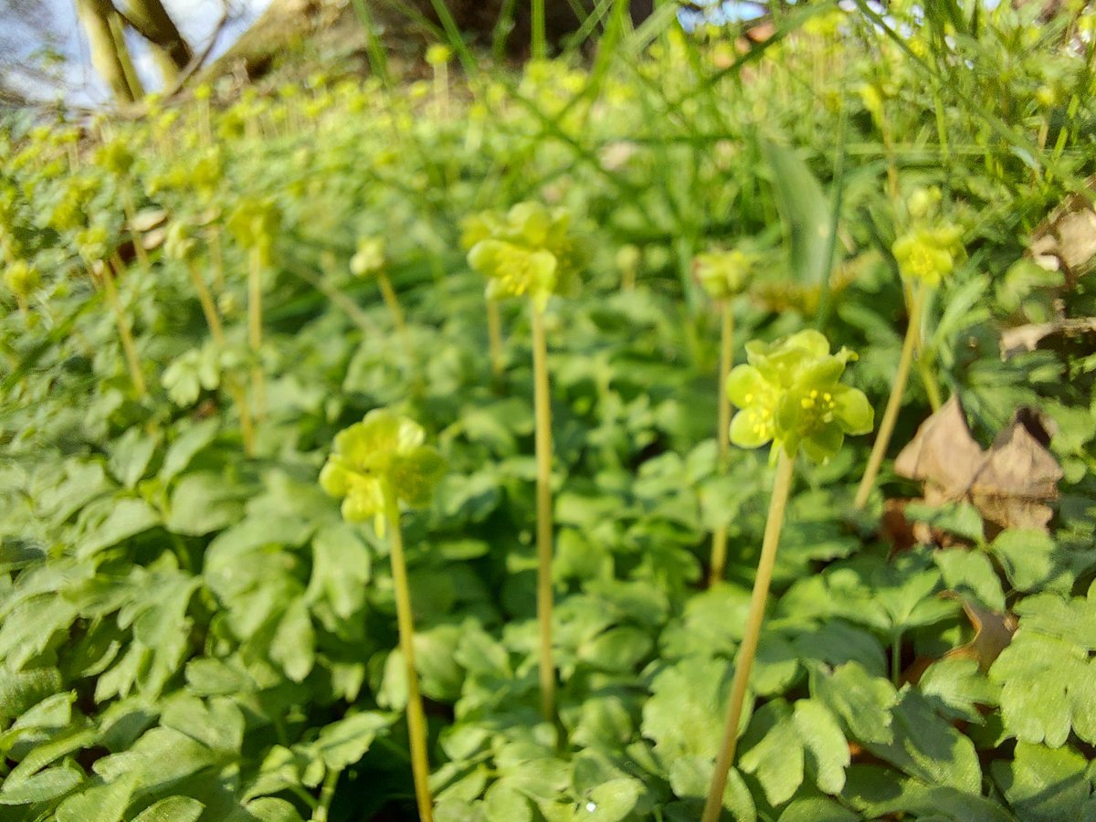 Ians4AD's tweet photo. Found large amount of townhall clock today. #wildflowerhour @BSBIbotany https://t.co/qh2n9HEiK7