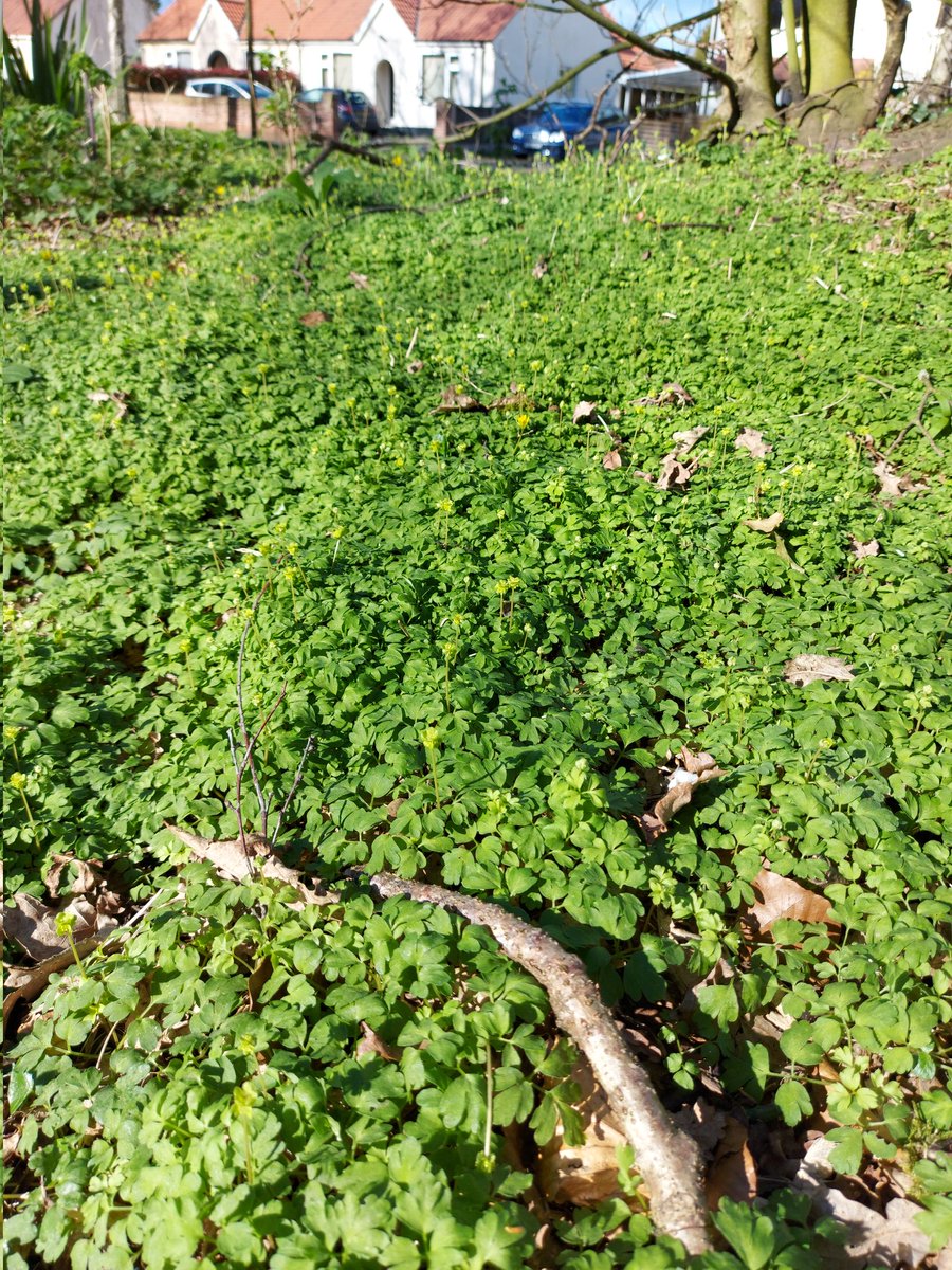 Ians4AD's tweet photo. Found large amount of townhall clock today. #wildflowerhour @BSBIbotany https://t.co/qh2n9HEiK7