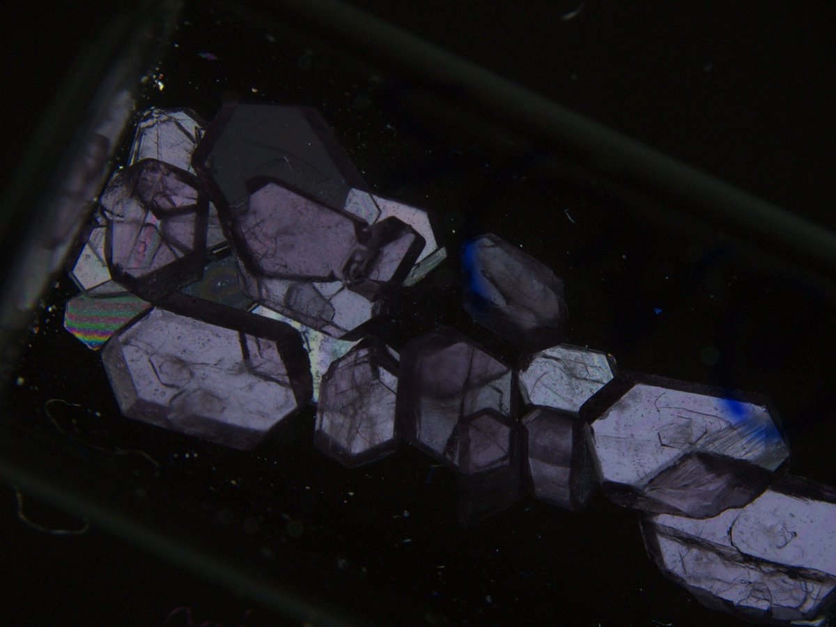 Brandon Flores 🇺🇦 tweet media