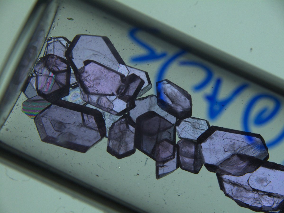 Brandon Flores 🇺🇦 tweet media