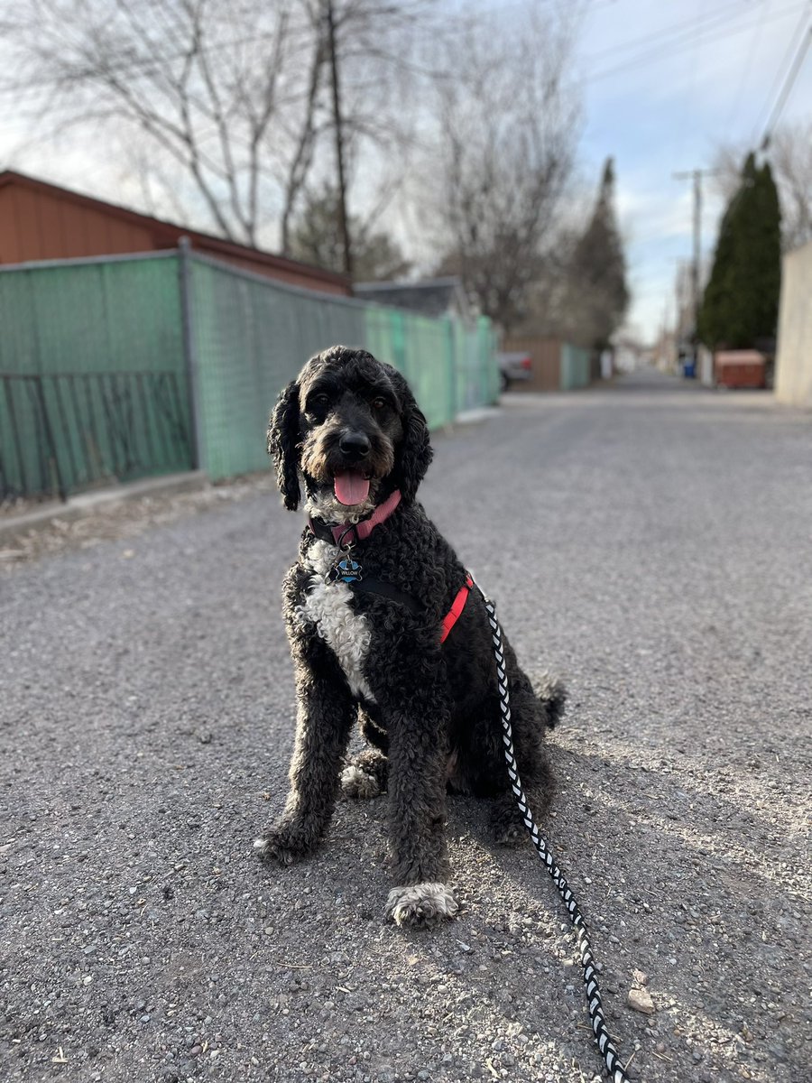 Model face #DogsofTwittter #willowthelabradoodle