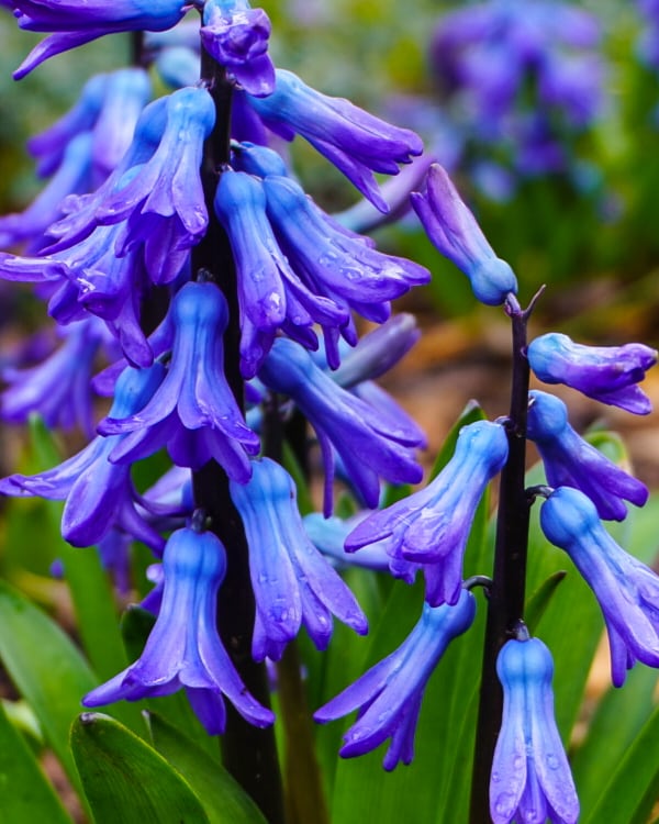 Christenara's tweet photo. @nationaltrust #BlossomWatch https://t.co/BS6CutOg4r