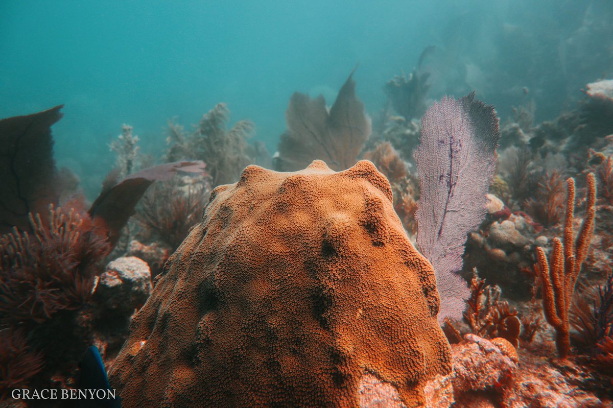 rescueareef's tweet photo. Although hidden from sight, Corals play a role in everyone’s lives.

📸: Grace Benyon, @UMiamiRSMAS student and @CanonUSA fellow 

#ShotOnCanon PowerShot G1x Mark III https://t.co/WdXEgwvABV