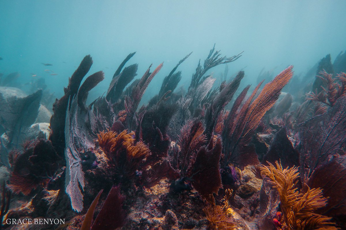 rescueareef's tweet photo. Although hidden from sight, Corals play a role in everyone’s lives.

📸: Grace Benyon, @UMiamiRSMAS student and @CanonUSA fellow 

#ShotOnCanon PowerShot G1x Mark III https://t.co/WdXEgwvABV