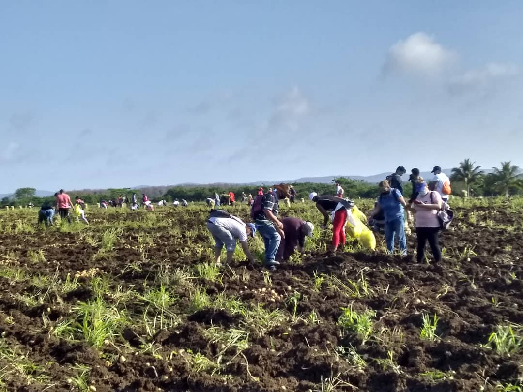 UJCSantaClara's tweet photo. De la acampada juvenil al surco para trabajo voluntario en la recogida de papa. La jóvenes santaclareños siguen celebrando el #60UJC #VamosConTodo @UJCdeCuba https://t.co/kxGHNCf96h