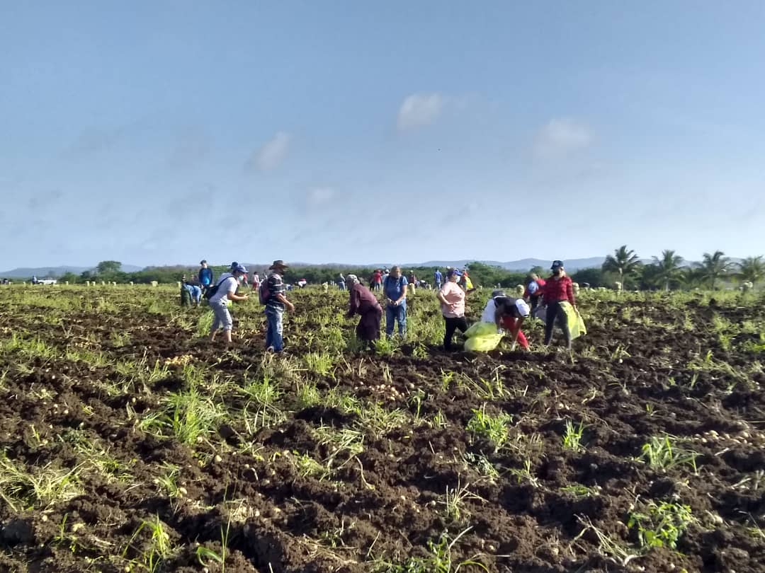 UJCSantaClara's tweet photo. De la acampada juvenil al surco para trabajo voluntario en la recogida de papa. La jóvenes santaclareños siguen celebrando el #60UJC #VamosConTodo @UJCdeCuba https://t.co/kxGHNCf96h