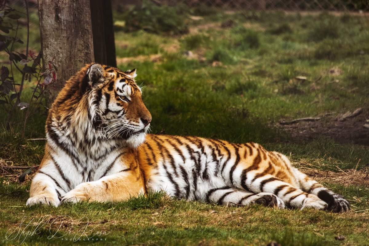 Steph De Rosa tweet media