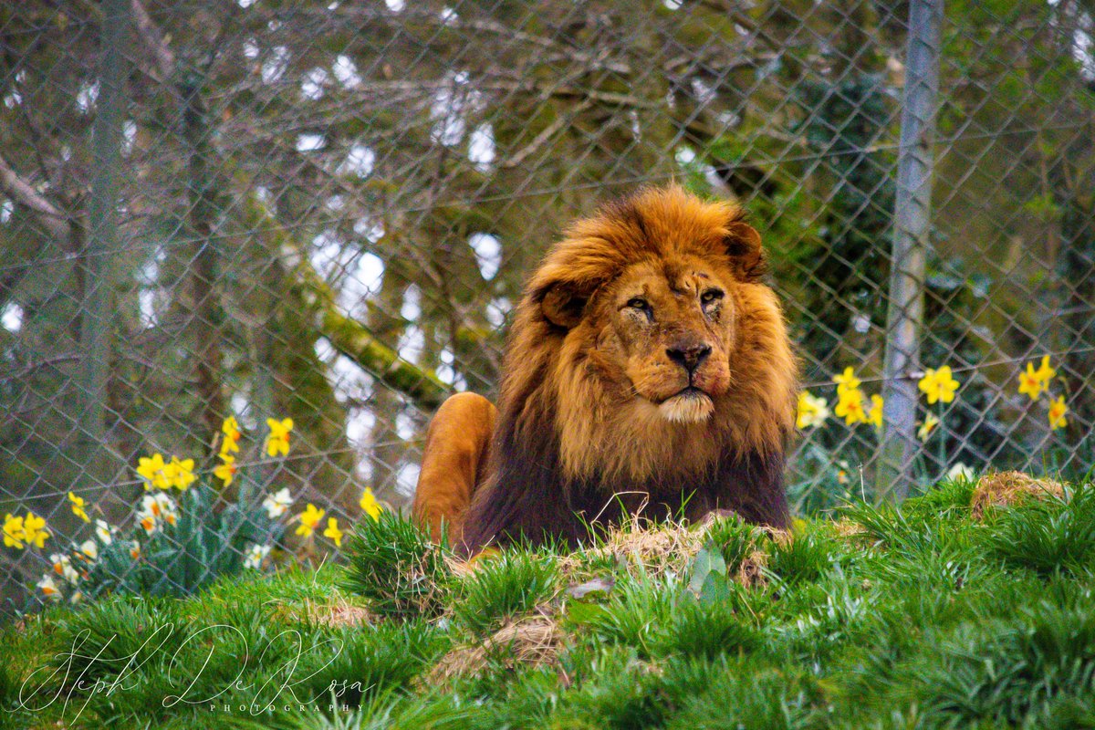 Steph De Rosa tweet media