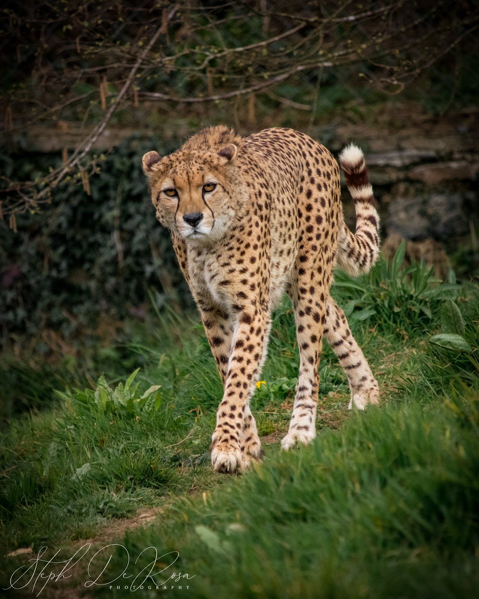 Steph De Rosa tweet media