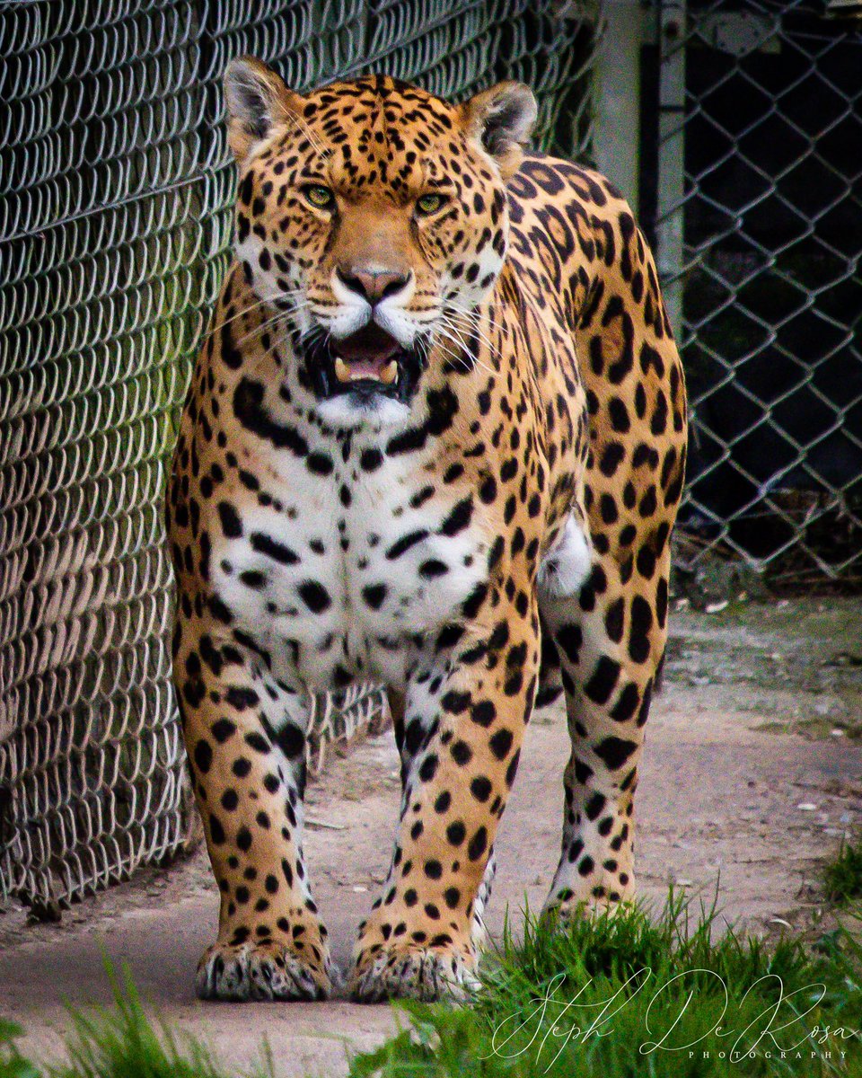 Steph De Rosa tweet media