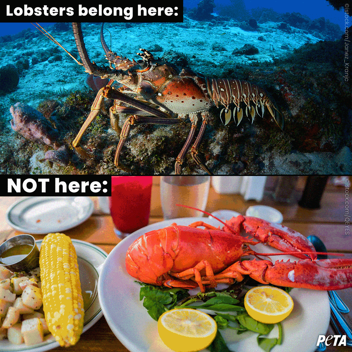 Imagine being dropped into a pot of boiling water and cooked alive 😩
 
Lobsters are intelligent, sensitive animals who feel pain just like humans 💔

Keep them off your plate on #WorldAquaticAnimalDay and every day!