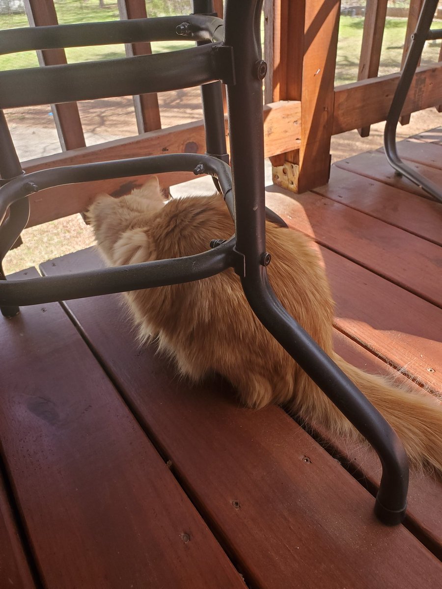 The chance of being attacked by a finch is low but never zero

Unless you have a Nala standing guard