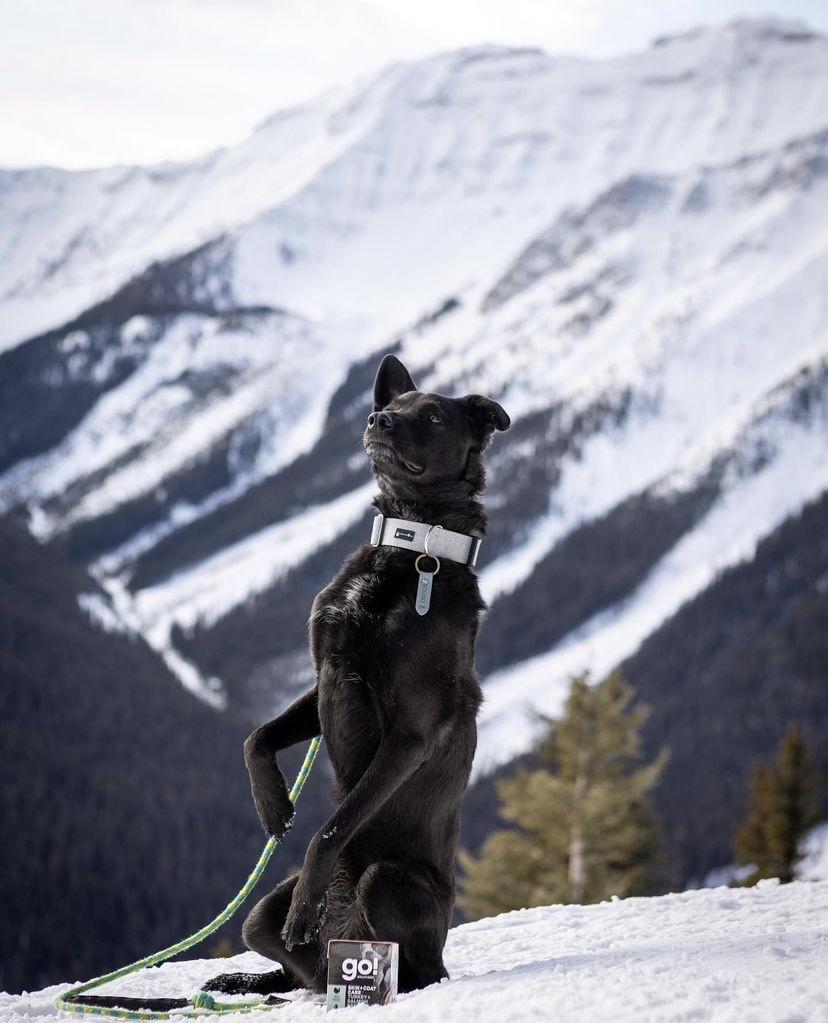 myalphapak's tweet photo. New leash on life. π
πΈ: IG/andrsn.pck
#alphapak #campingwithdogs #doggear https://t.co/jP0j9W7dmQ