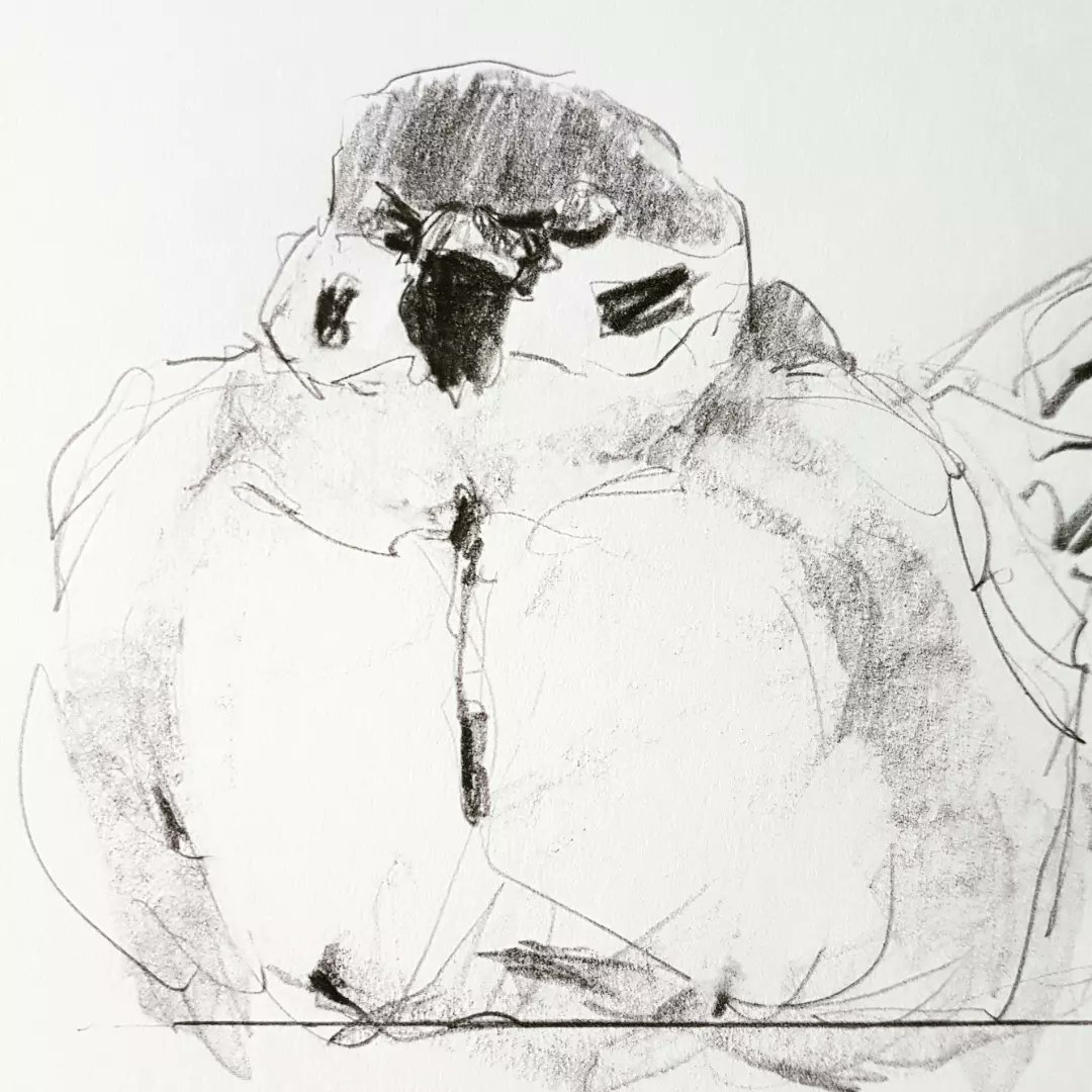 esthertysonart's tweet photo. #drawing #graphite #shading #sparrow #treesparrow #snoozing #late #afternoon #fluffedup #bird #birds #artist #artwork #drawingbirds #wildlife #birdlife https://t.co/sMHUzxMe69