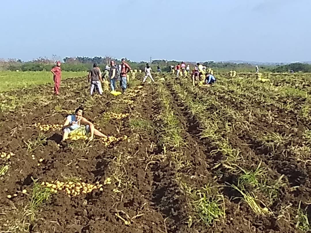 HermesDeCuba's tweet photo. Y nos fuimos para el surco porque el trabajo voluntario dignifica y el aporte a la economía y la alimentación del pueblo es decisivo. La #UJC siempre estará del lado del deber y donde más útil sea su aporte. #60UJC #VamosConTodo https://t.co/npABDmbtmb