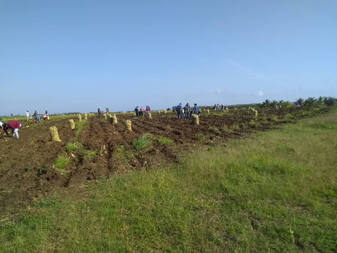 HermesDeCuba's tweet photo. Y nos fuimos para el surco porque el trabajo voluntario dignifica y el aporte a la economía y la alimentación del pueblo es decisivo. La #UJC siempre estará del lado del deber y donde más útil sea su aporte. #60UJC #VamosConTodo https://t.co/npABDmbtmb